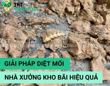 Giải pháp diệt mối nhà xưởng hiệu quả