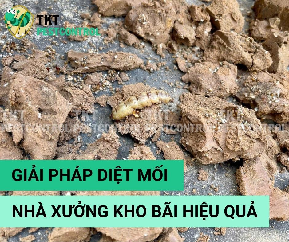 Giải Pháp Diệt Mối Nhà Xưởng, Kho Bãi Hiệu Quả: Phát Hiện, Xử Lý và Phòng Ngừa