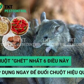 duoi-chuot-hieu-qua