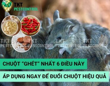 duoi-chuot-hieu-qua