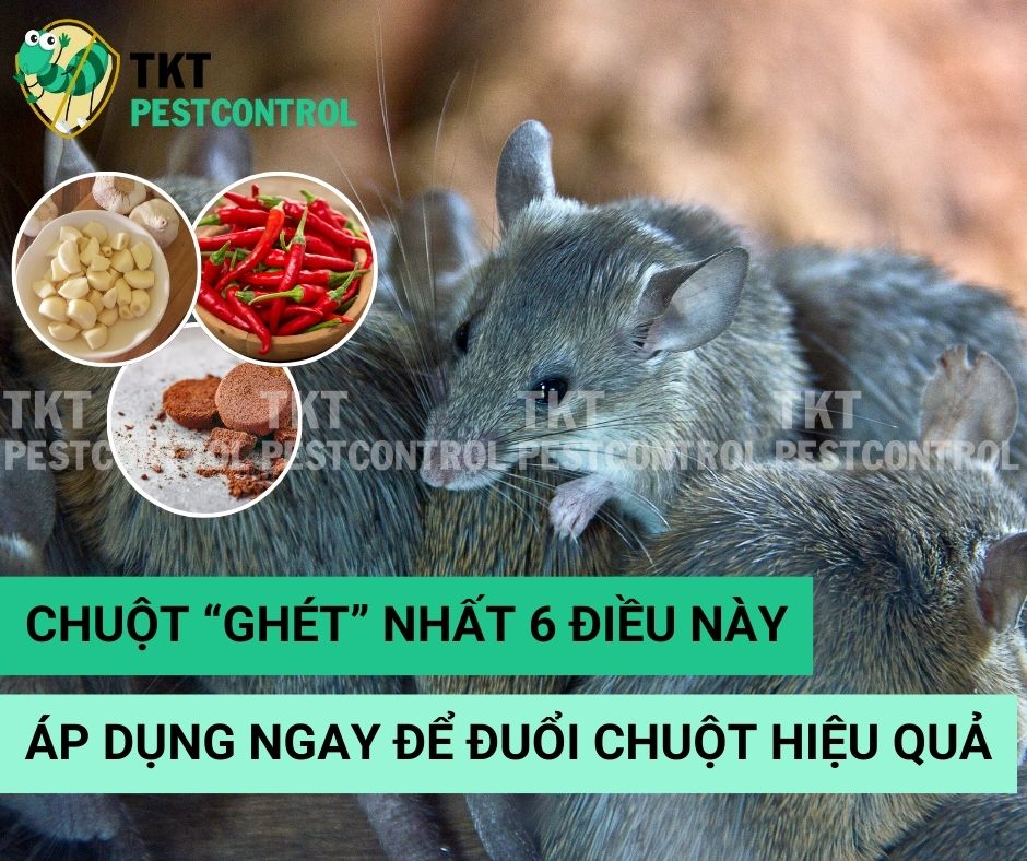 Đuổi Chuột Hiệu Quả Với 6 Thứ Chuột “Ghét Cay Ghét Đắng”