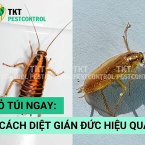 cach-diet-gian-duc
