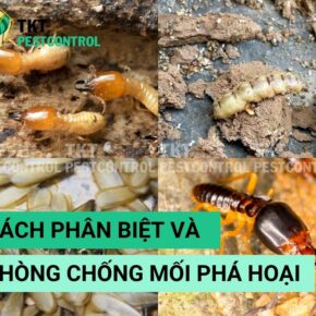 phong-tranh-moi