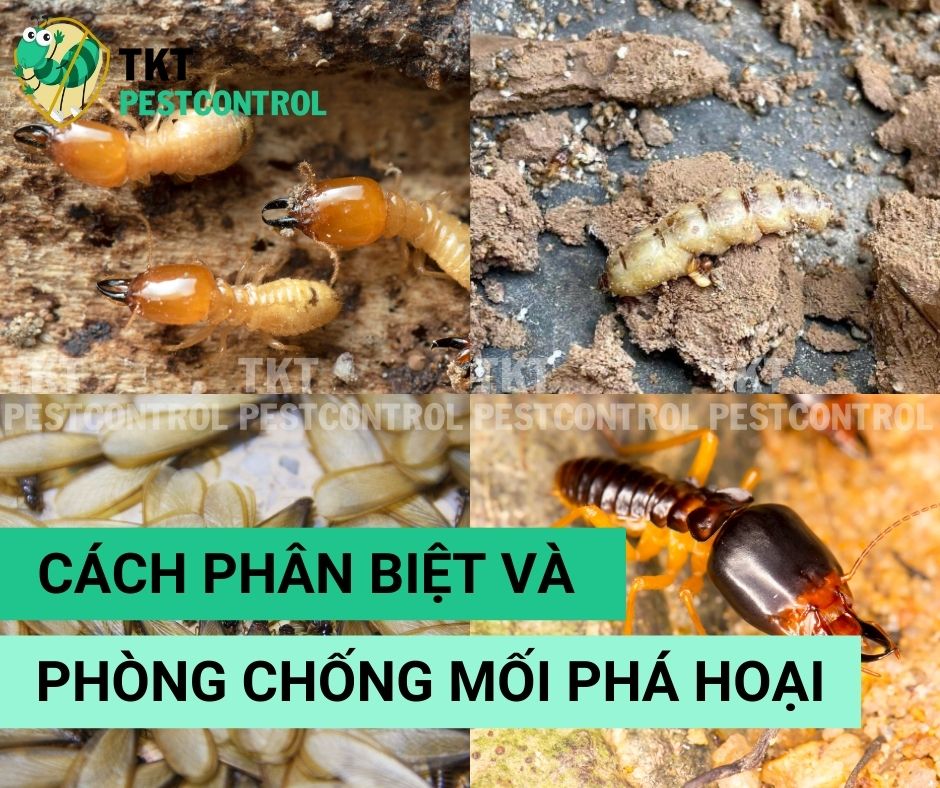 6 Cách Phân Biệt Và Phòng Tránh Mối Tại Nhà