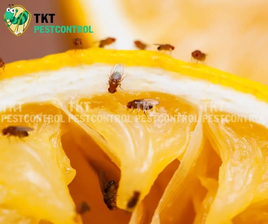 cach-diet-ruoi-giam-trong-nha-ve-sinh
