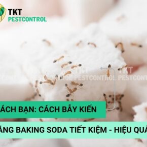 cach-bay-kien