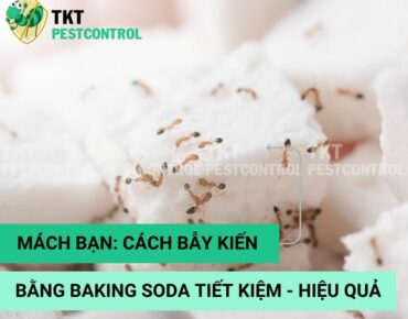 cach-bay-kien