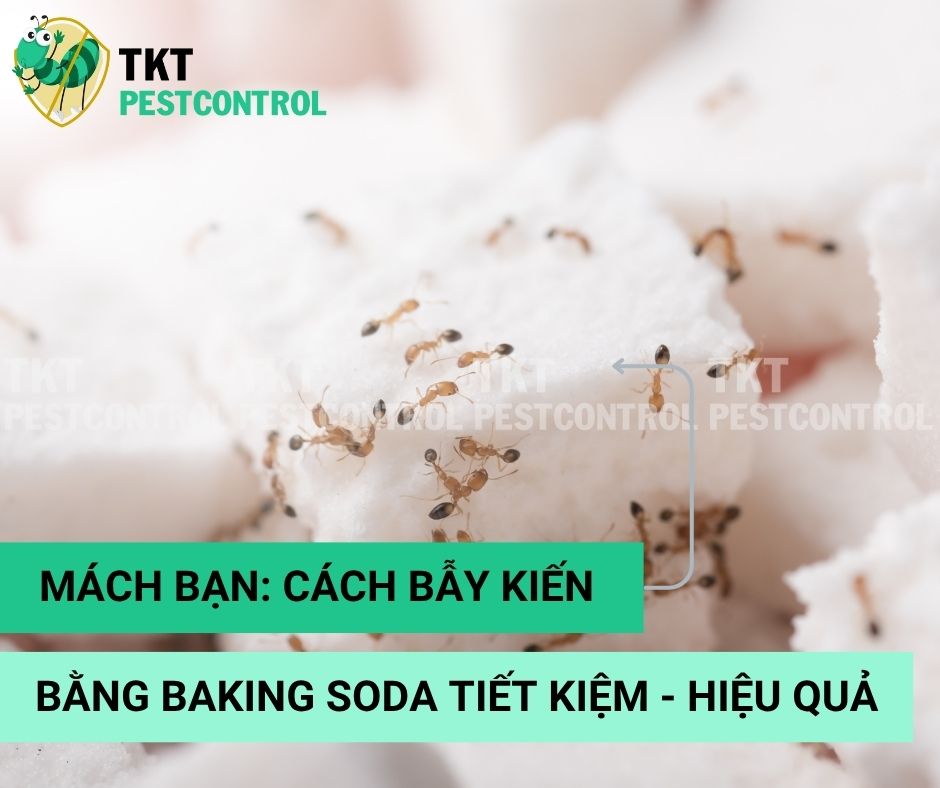 Mách bạn: Cách bẫy kiến bằng Baking Soda tiết kiệm nhưng hiệu quả