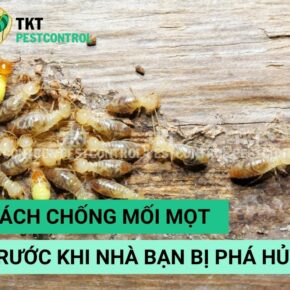 cach-chong-moi-mot