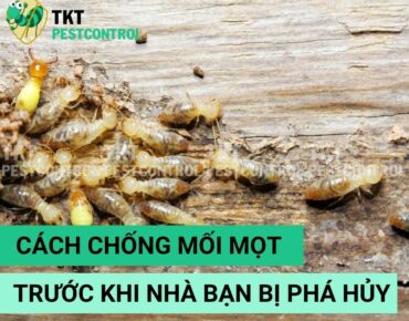 cach-chong-moi-mot