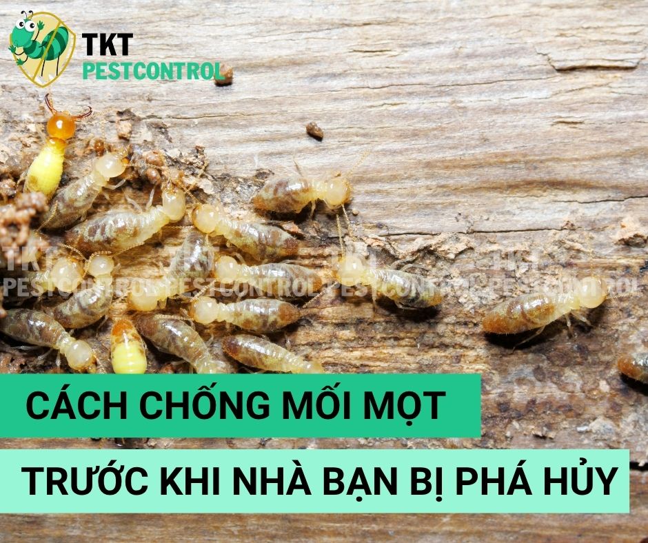 Cách Chống Mối Mọt Trước Khi Nhà Bạn Bị Phá Hủy!