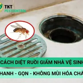 cach-diet-ruoi-giam-trong-nha-ve-sinh