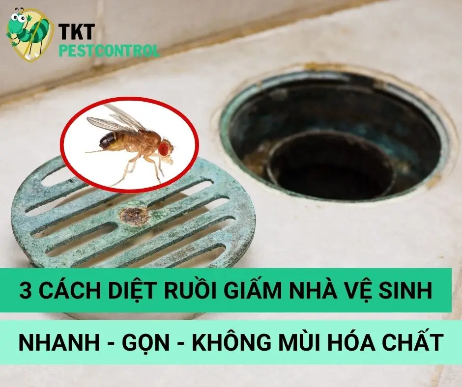 3 Cách Diệt Ruồi Giấm Trong Nhà Vệ Sinh Nhanh – Gọn – Không Mùi Hóa Chất