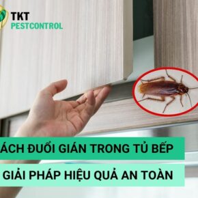 duoi-gian-trong-tu-bep