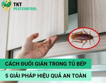 duoi-gian-trong-tu-bep