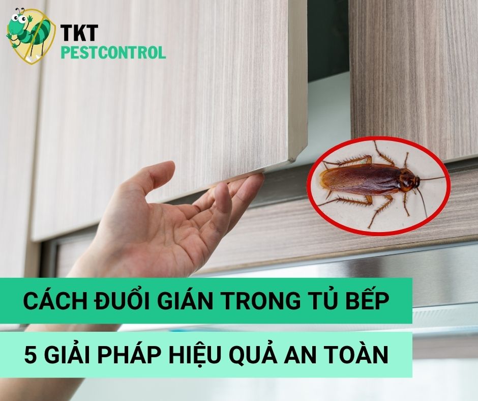 Đuổi Gián Trong Tủ Bếp: 5 Giải Pháp Hiệu Quả Giúp Căn Bếp Luôn Sạch Bóng & An Toàn