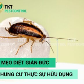 gian-Duc-chung-cu