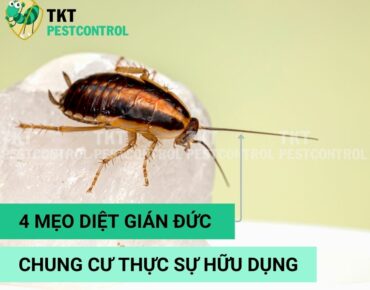 gian-Duc-chung-cu