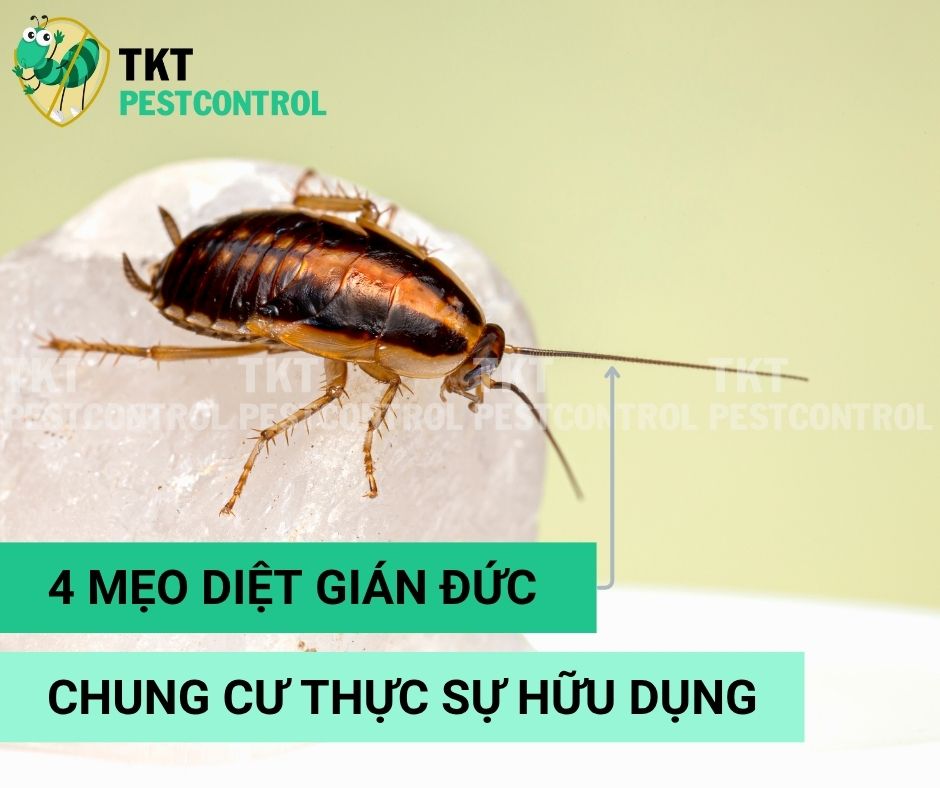 4 Mẹo Diệt Gián Đức Chung Cư Thực Sự Hữu Dụng