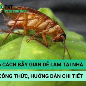 banner cach bay gian