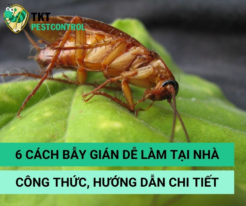 6 Cách bẫy gián dễ làm tại nhà kèm Công thức, hướng dẫn chi tiết