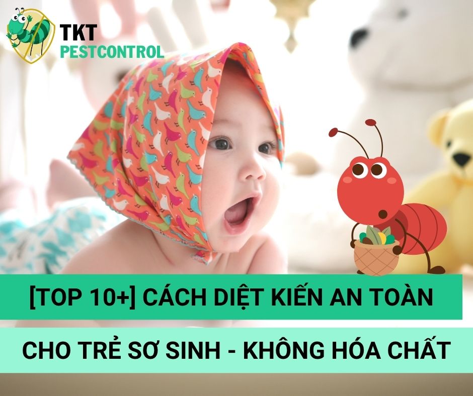 [TOP 10+] Cách diệt kiến an toàn cho trẻ sơ sinh – không hóa chất độc hại