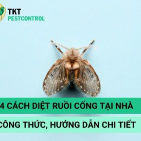 banner cach diet ruoi cong