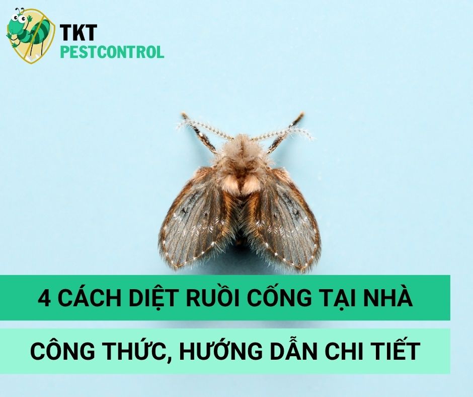 5 cách diệt ruồi cống tại nhà: Dễ thực hiện – Hiệu quả bất ngờ!