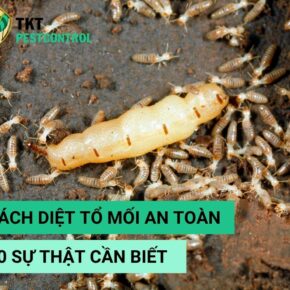 cach-diet-to-moi