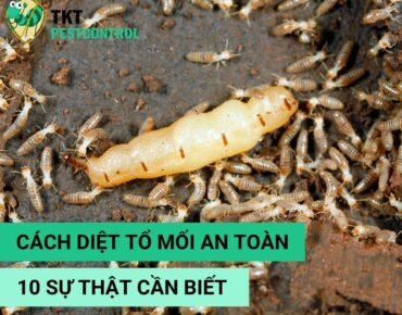 cach-diet-to-moi
