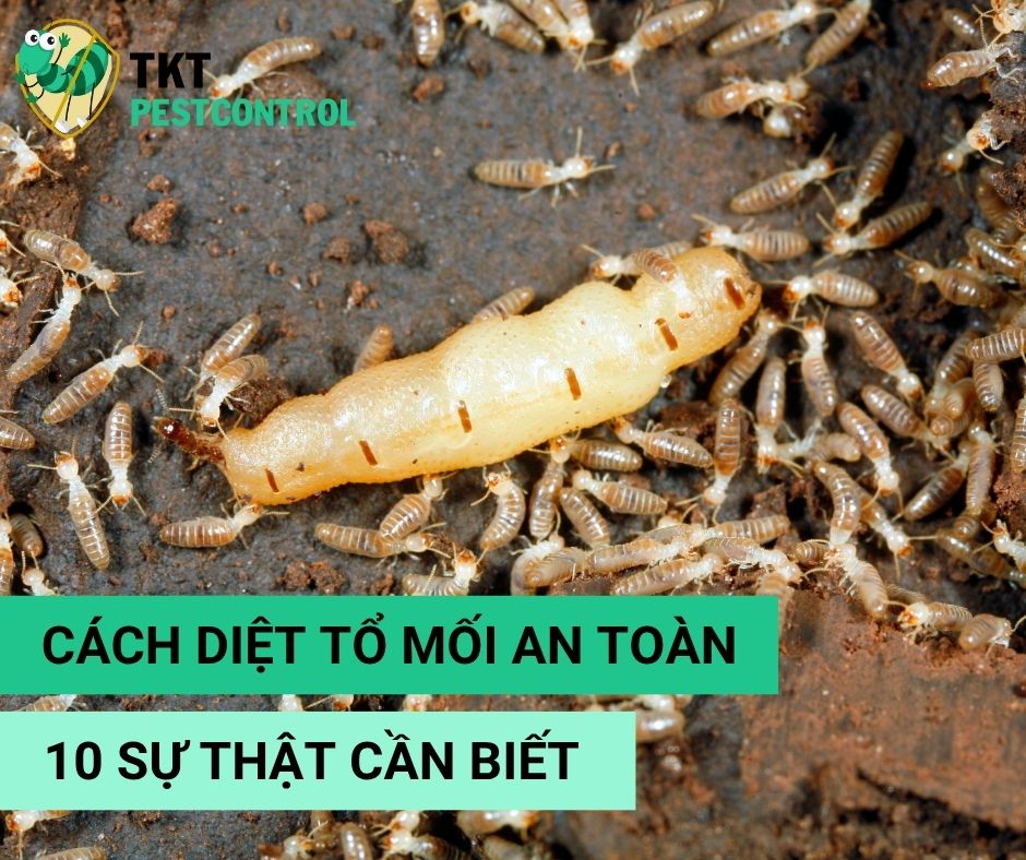 Cách Diệt Tổ Mối Hiệu Quả và An Toàn – 10 Sự Thật Cần Biết
