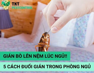 cach-duoi-gian-trong-phong-ngu