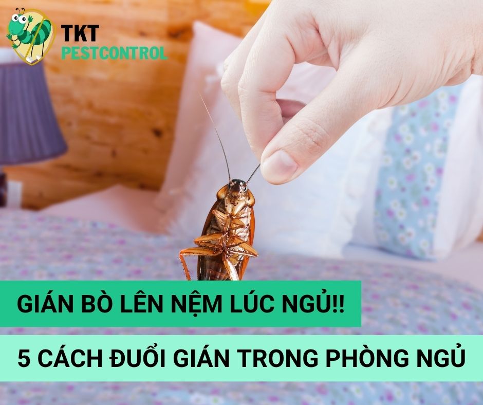 Gián bò lên nệm lúc ngủ! 5 Cách đuổi gián trong phòng ngủ an toàn 
