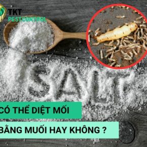 diet-moi-bang-muoi
