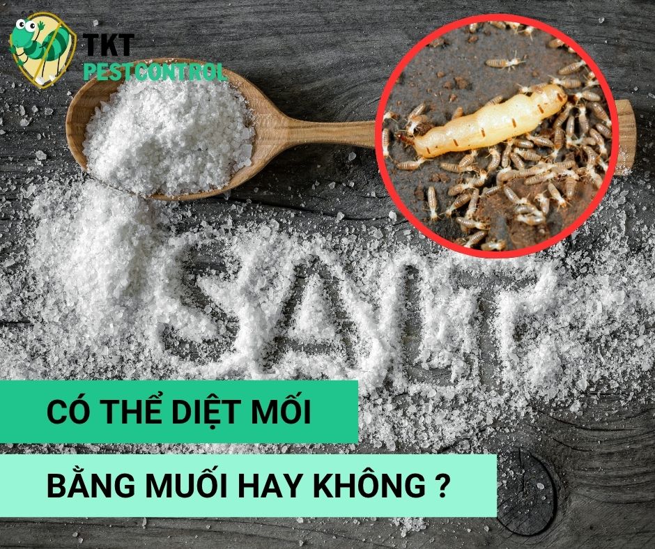 Có Thể Diệt Mối Bằng Muối Không? Sự Thật Bạn Cần Biết
