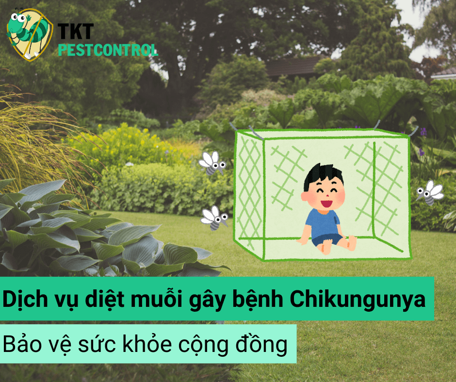 Diệt muỗi gây bệnh chikungunya