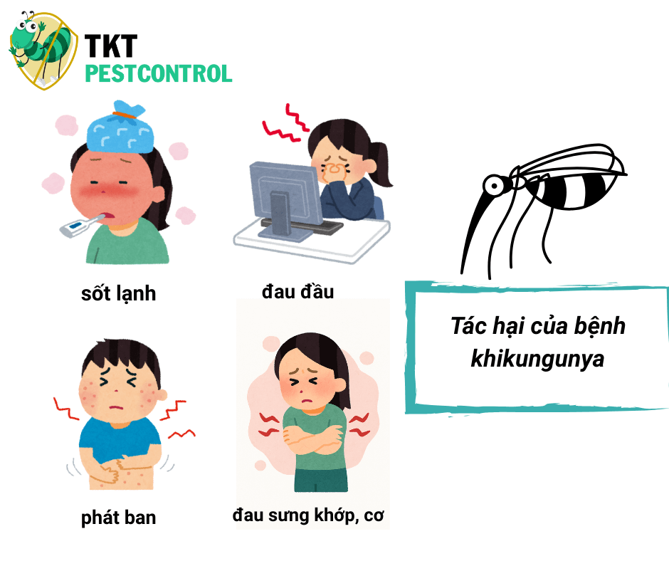 tac-hai-cua-muoi-gay-benh-chikungunya