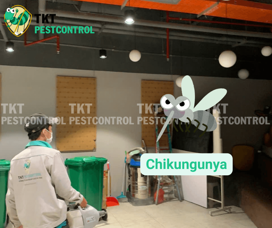 tam-quan-trong-diet-muoi-gay-benh-chikungunya