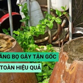 banner diet lang quang bo gay tan goc