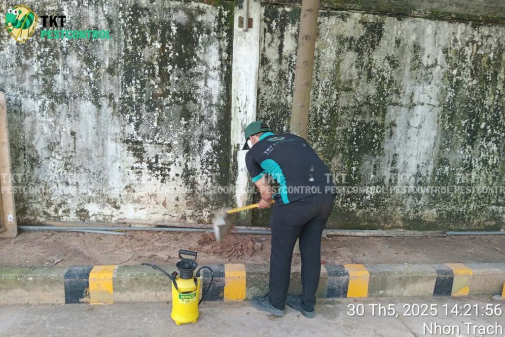 diet moi xung quanh nha